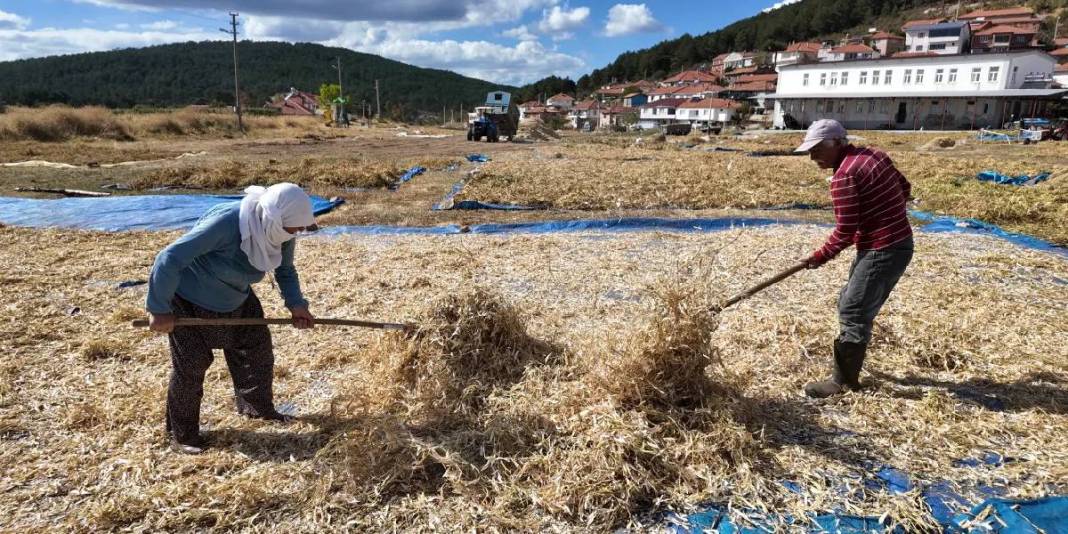 Zirai ilaç yok, susuz üretim var! Hasadı başladı: Sofraların olmazsa olmazı 120 liraya satışta 2
